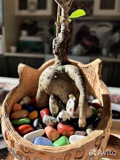 Фикус микрокарпа бонсай