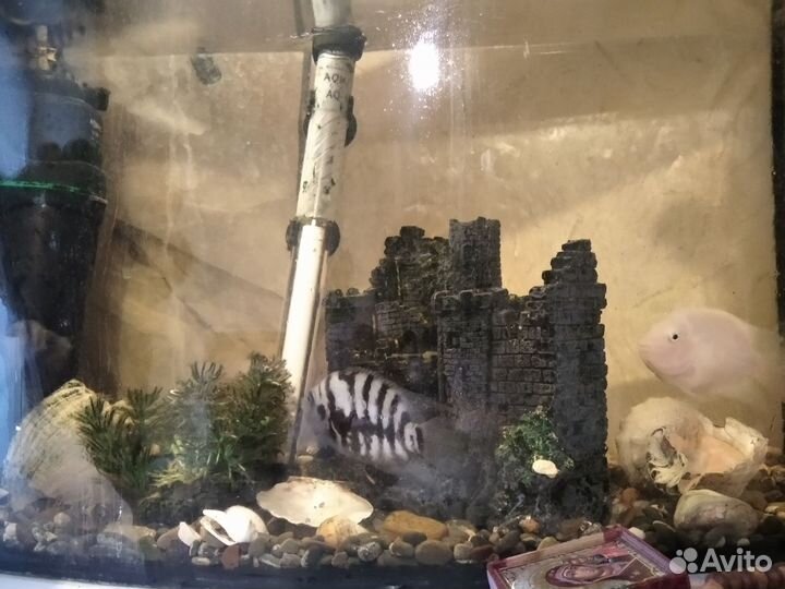 Рыбки цихлиды самец