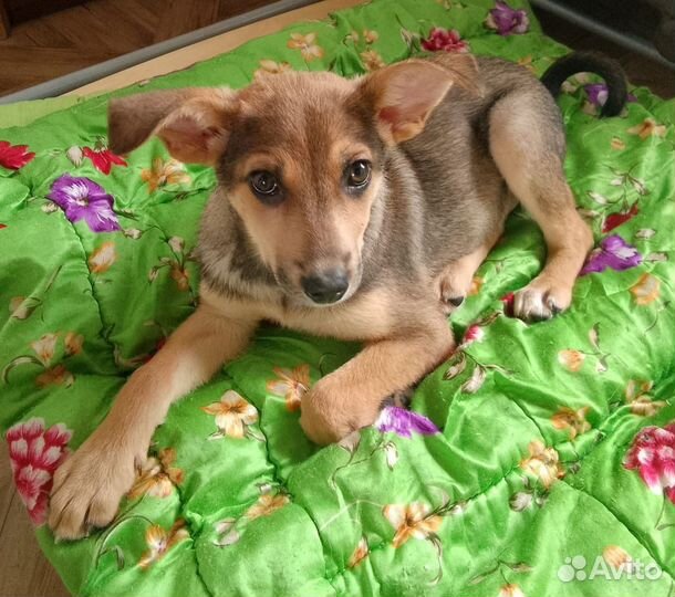 Щенок в добрые руки бесплатно