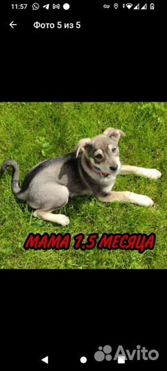 Собака в добрые руки