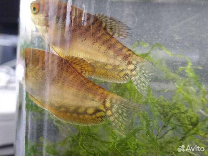 Гурами золотой