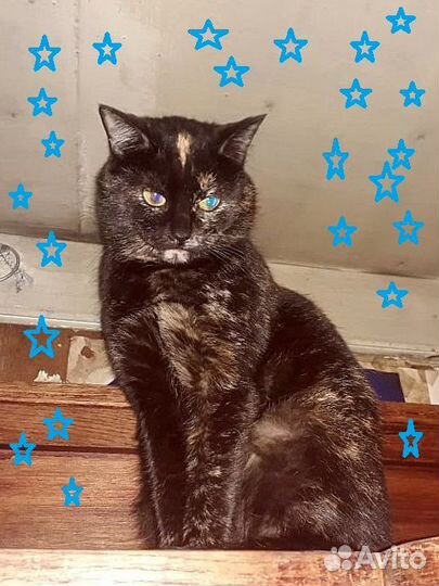 Красотка кошечка Тея