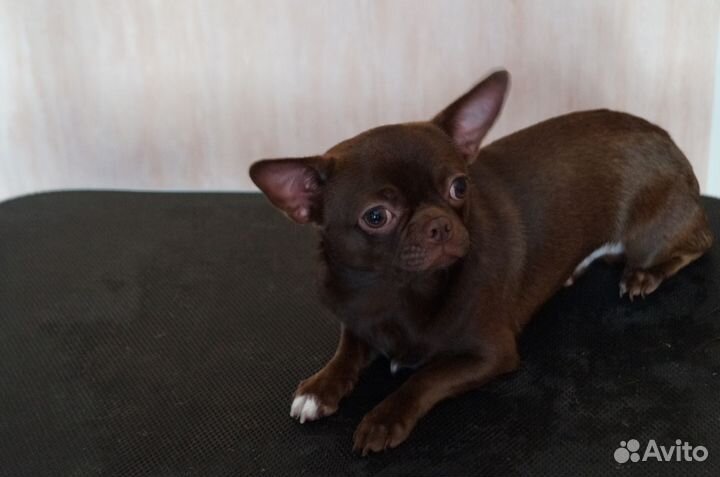 Шоколадный мальчик