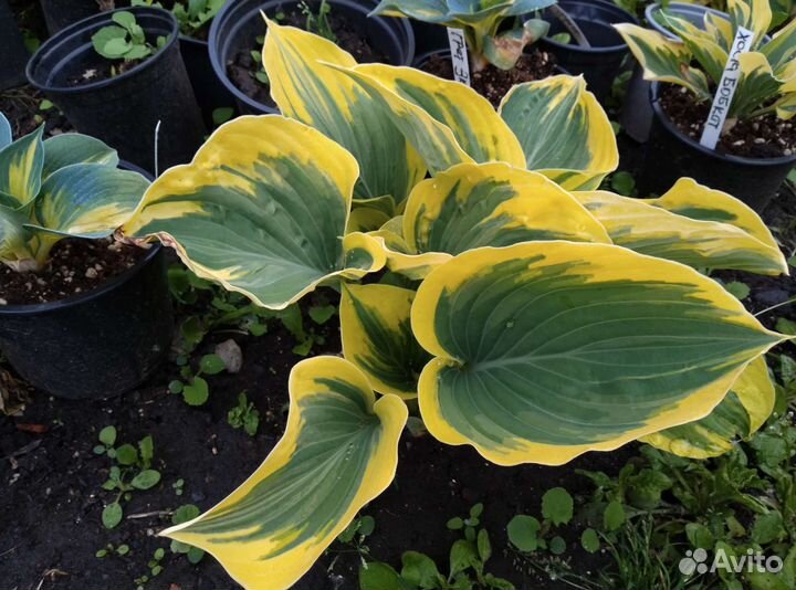 Хоста в ассортименте