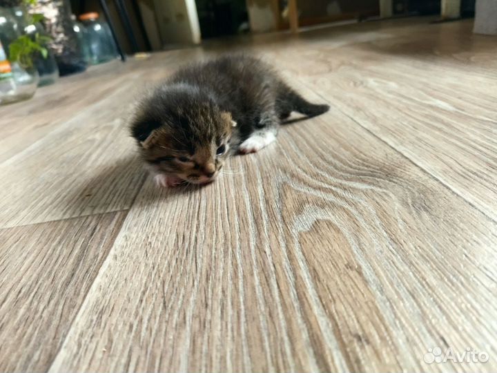 Отдам котят в добрые руки