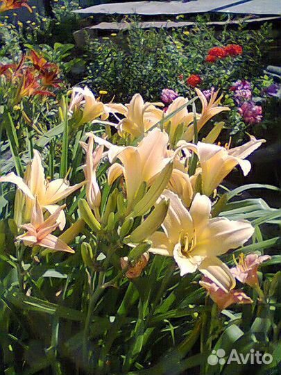 Цветы и кустарники