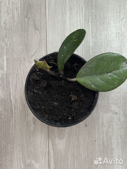 Хойя карноза, мясистая