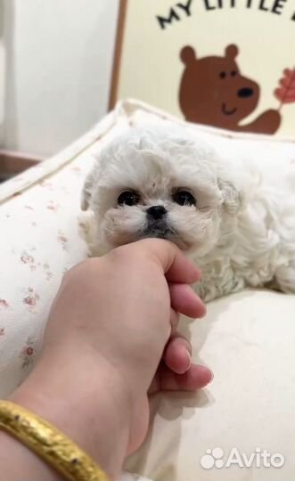 Щенки бишон фризе мини Китай