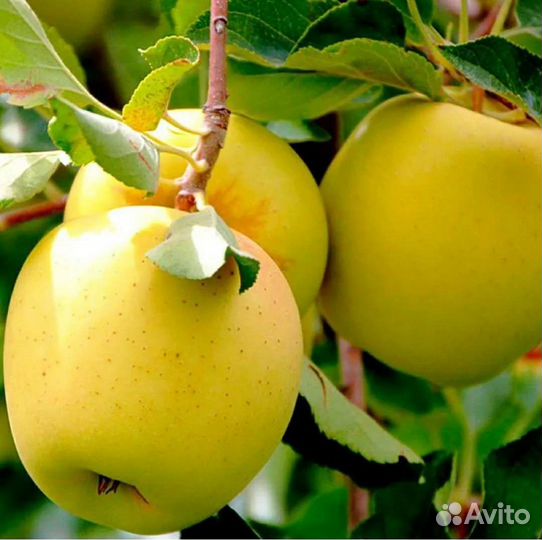 Саженцы яблони