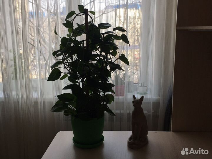 Сциндапсус