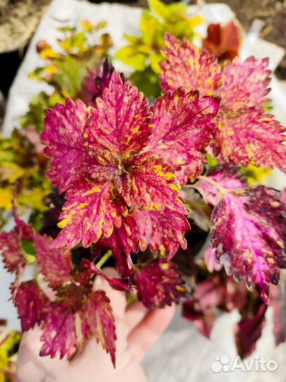 Колеусы вегетативные