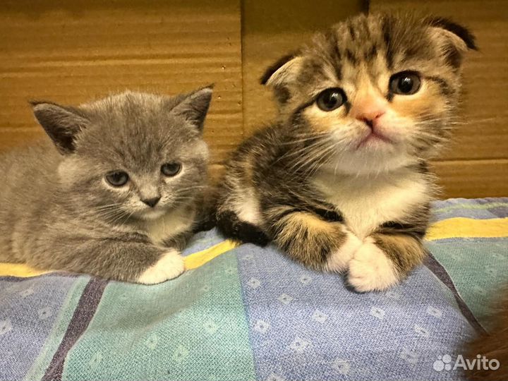 Шотландская