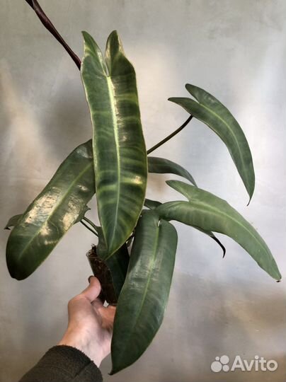 Филолендрон atabapoense