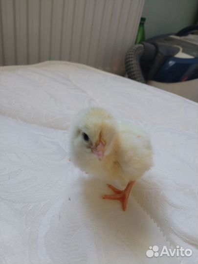 Цыпленок коб 500 Испания