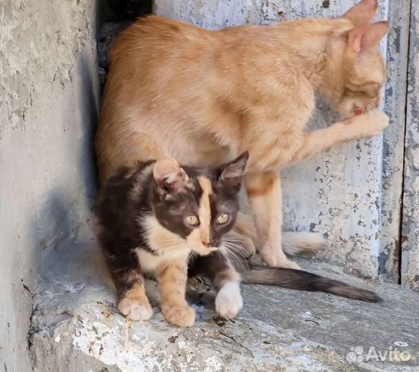 Отдам котят - трехцветная девочка, черный мальчик