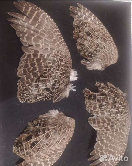 Крылья птиц,лапки,уши для натаски охотничих собак