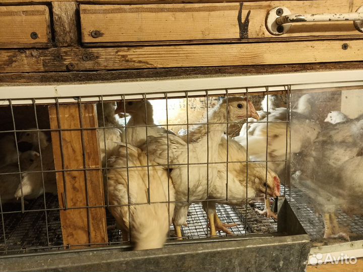 Месячные петушки Домен Браун