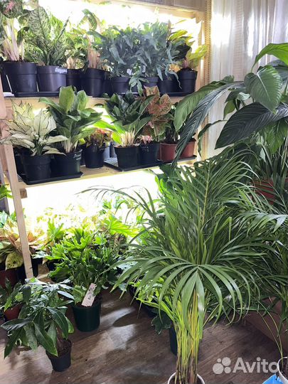 Аглаонема дримкетчер