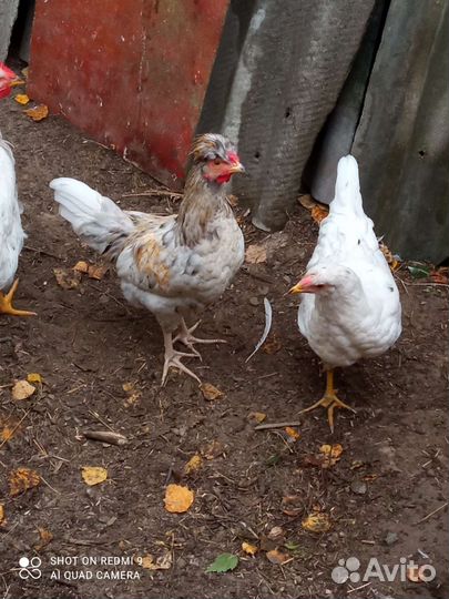 Куры и петух
