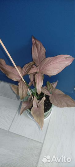 Сингониумы редкие сортовые