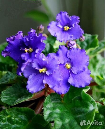 Фиалки цветущие