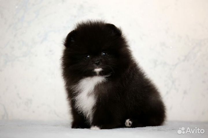 Щенки шпица