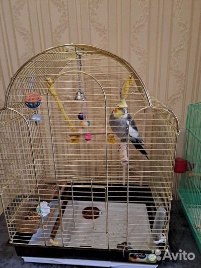 Попугай корелла с клеткой