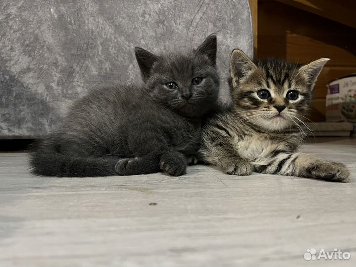 Котята