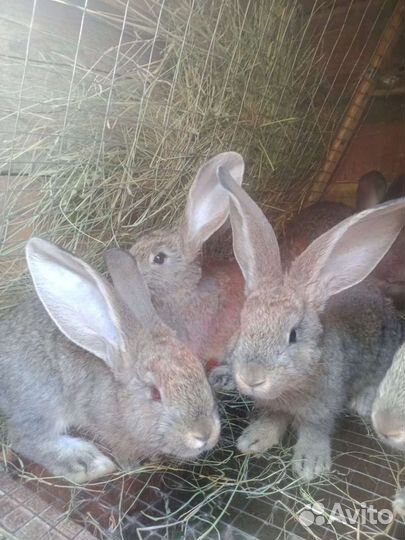 Продам кроликов