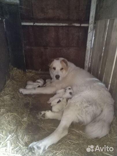 Среднеазиатская овчарка алабай щенки