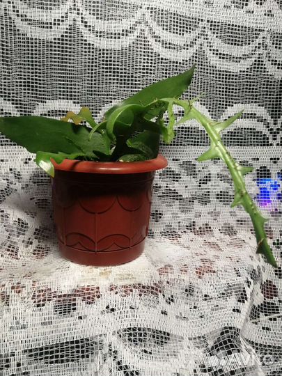 Эпифиллум марниера