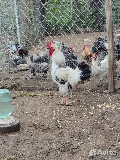 Петухи