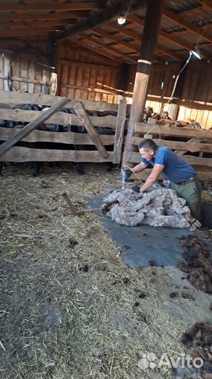 Стрижка овец