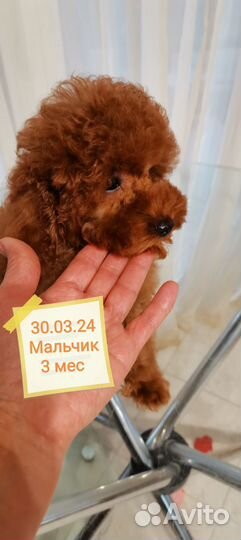 Той-пудель мальчик