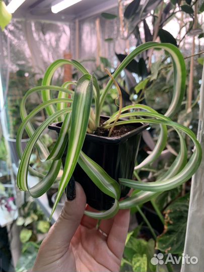 Хлорофитум кудрявый, бонни