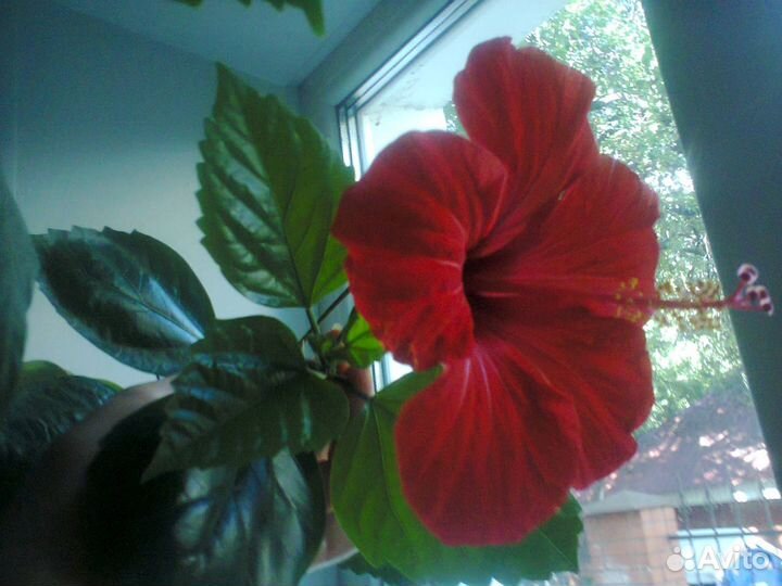 Китайская роза - Куст Гибискус большой