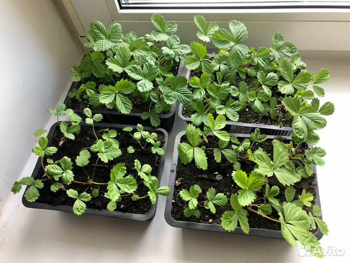 Рассада вкусной сортовой земляники (24 шт)