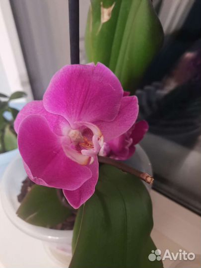 Орхидея фаленопсис