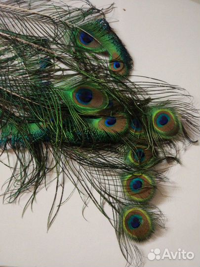 Перья павлина, фазана