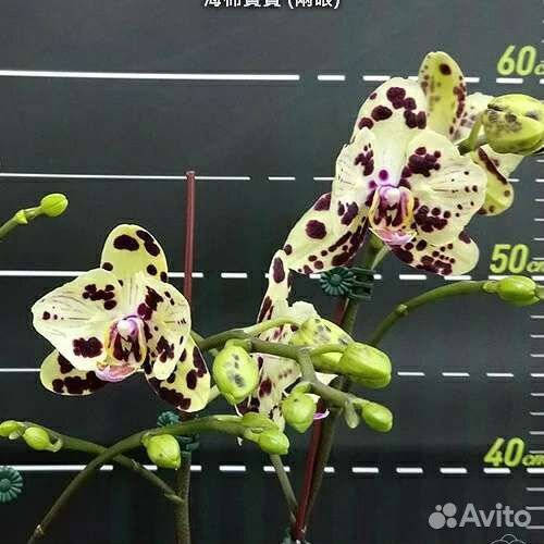 Орхидея OX Sponge Bob peloric