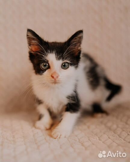 Котенок, мальчик