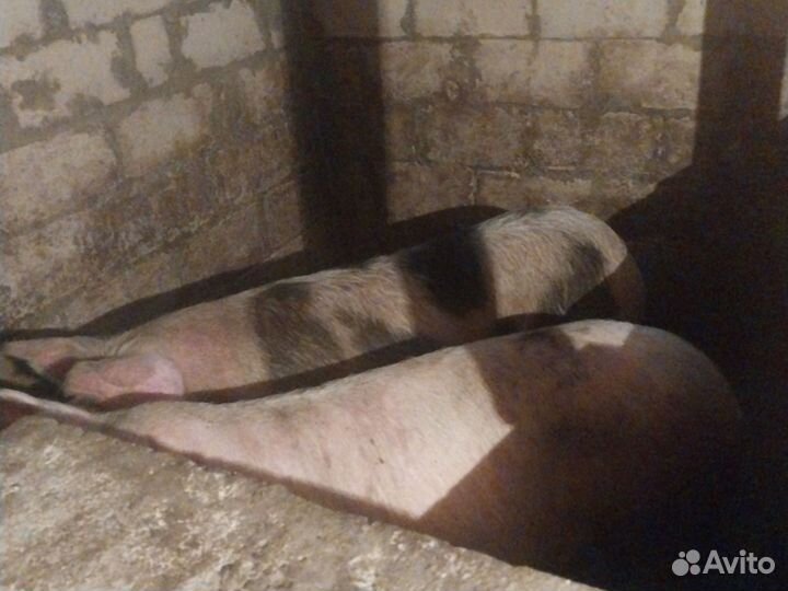 Поросята породы ландрас