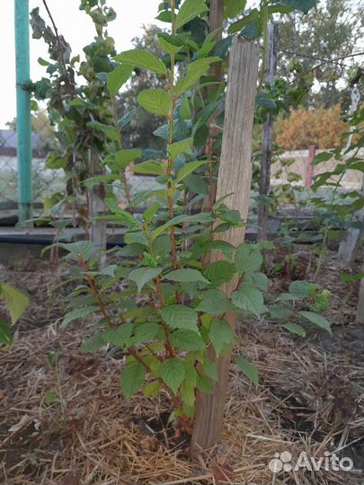 Плодовые кустарники