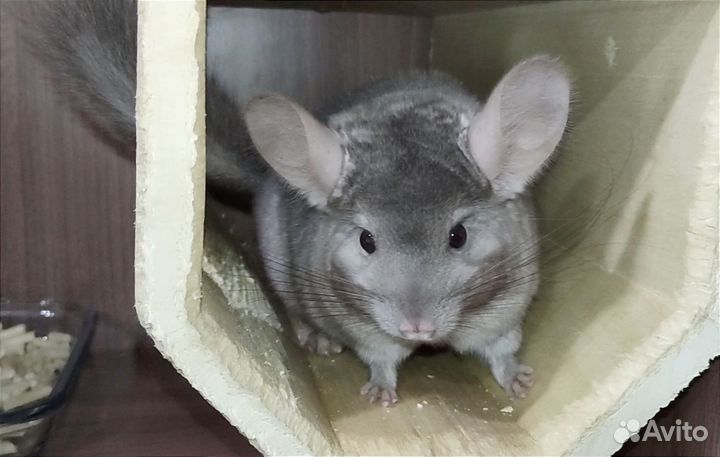 Мальчик шиншиллы