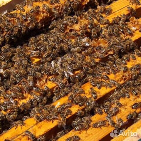 Продам пчелосемьи карника