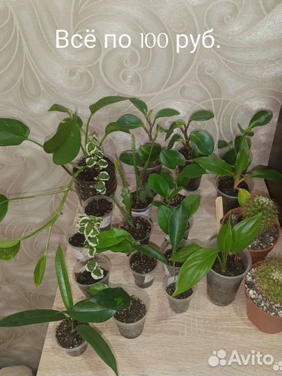 Комнатные растения