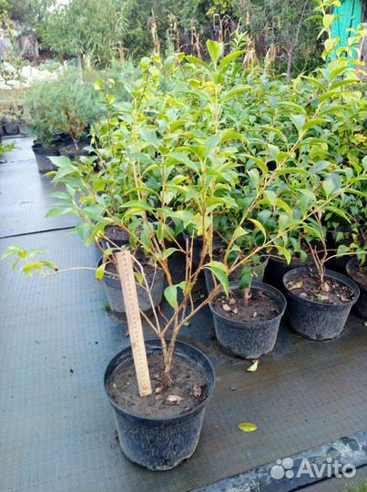 Форзиция(форсайтия)