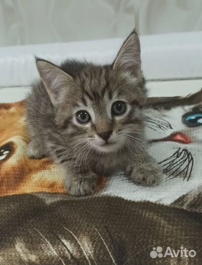 Котенок тигренок 1.5 мес в дар