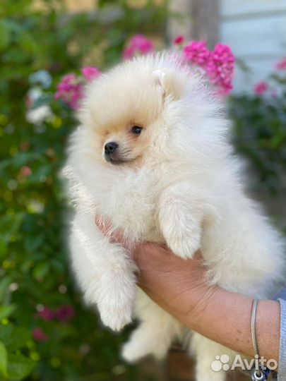 Щенок померанского шпица плюшевый мишка