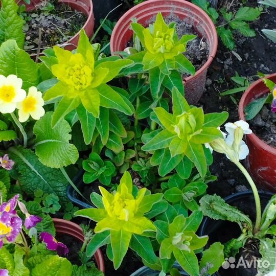 Молочай многоцветковый